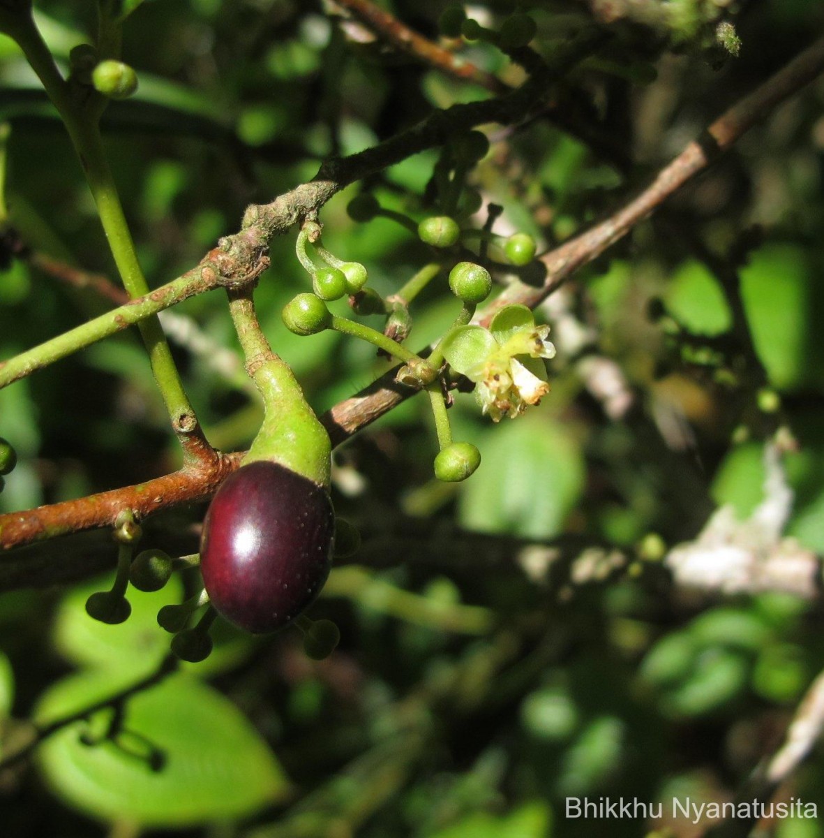 Litsea iteodaphne (Nees) Hook.f.